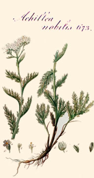 Cordula Seel, Heilpraktikerin, Berlin, Neurodermitis-Berlin.de, Neurodermitis, Heuschnupfen, Allergie, alternative Schmerztherapie, 